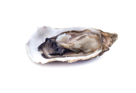 Fresh  oyster on white backgroundの写真素材