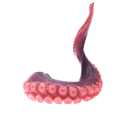 tentacles of octopus isolated on white background