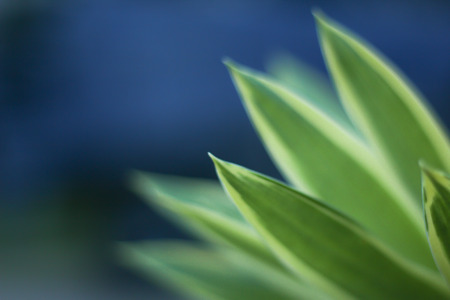 Closeup nature view of green leaf   under sunlight. Natural green plants landscape using as a background or wallpaperの写真素材