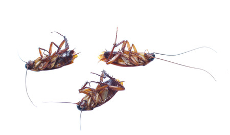 COCKROACH WHITE ISOLATED BACKGROUNDの写真素材