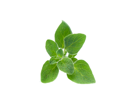 Oregano or marjoram leaves isolated on white backgroundの写真素材