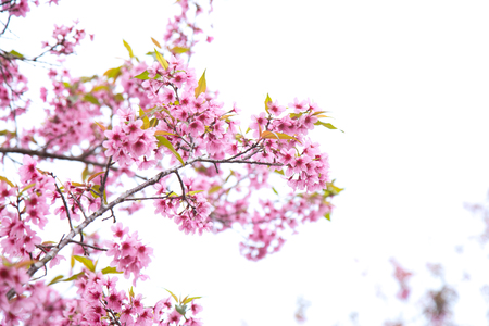 Beautiful cherry blossom or sakura in spring time over  skyの写真素材