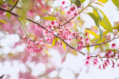 Beautiful cherry blossom or sakura in spring time over  skyの写真素材