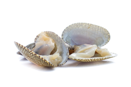 Clams in a white background
