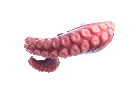 tentacles of octopus isolated on white backgroundの写真素材