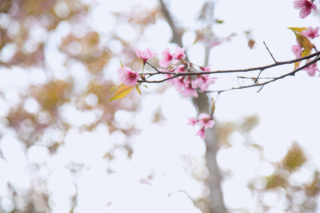Beautiful cherry blossom or sakura in spring time over  skyの写真素材