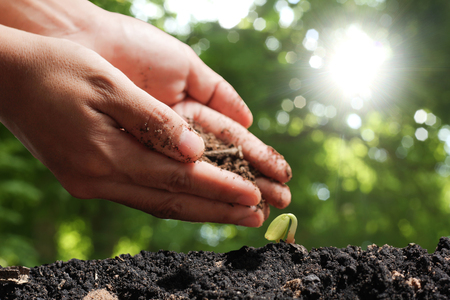 agriculture plant seeding growing step concept in gardenの写真素材