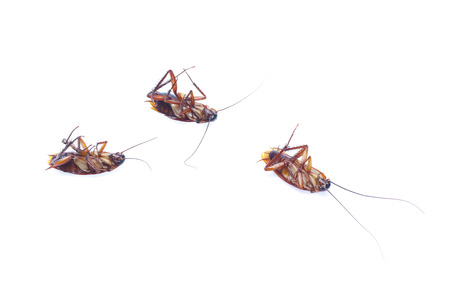 COCKROACH WHITE ISOLATED BACKGROUNDの写真素材