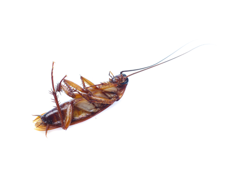 COCKROACH WHITE ISOLATED BACKGROUNDの写真素材