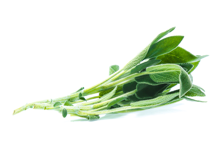 Sage leaves isolated on white backgroundの写真素材