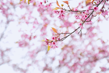 Beautiful cherry blossom or sakura in spring time over  skyの写真素材