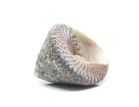 Sea shell  isolated on white background