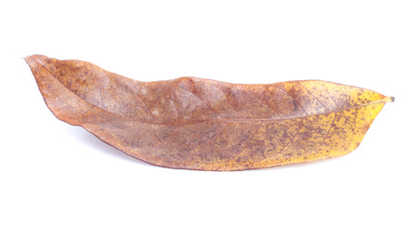 Dry leaves on white background