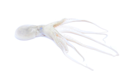 Fresh squid isolated on white backgroundの写真素材