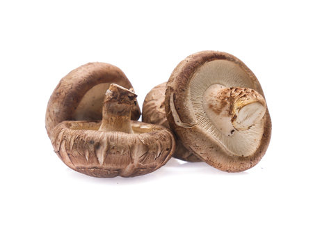 Shiitake mushroom on the White backgroundの写真素材