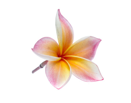 Frangipani, Pumeria, Frangipanni, isolated on white backgroundの写真素材