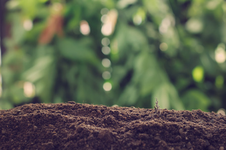 Young plant on natureの写真素材