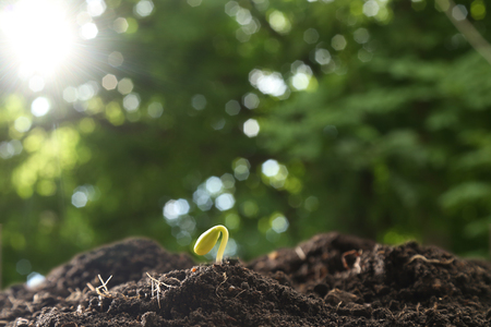 Farmer's hand watering a young plant on green bokeh natureの写真素材