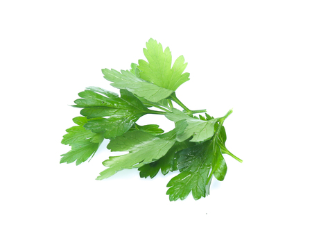 Parsley herb isolated on whiteの写真素材