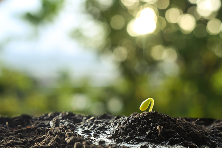 Farmer's hand watering a young plant on green bokeh natureの写真素材