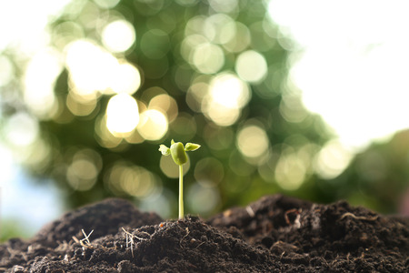 Farmer's hand watering a young plant on green bokeh natureの写真素材