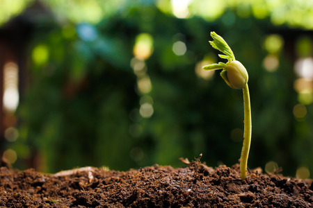 Young Plant Growing
