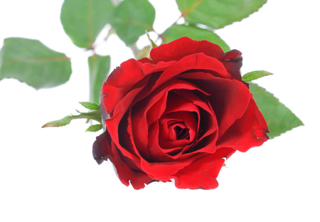 Beautiful  rose isolated on whiteの写真素材