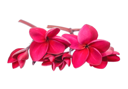 Frangipani, Pumeria, Frangipanni, isolated on white backgroundの写真素材