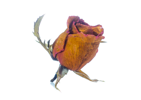 dried rose  on a white backgroundの写真素材