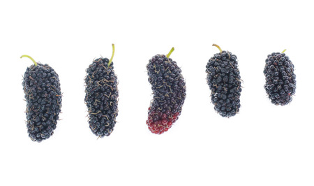 mulberry isolated on the white backgroundの写真素材