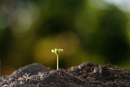 Farmer's hand watering a young plant on green bokeh natureの写真素材