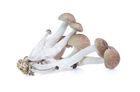 shimeji mushrooms brown varieties isolated on white backgroundの写真素材