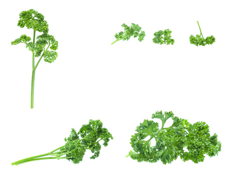 Parsley isolated on white background (set  mix   collection)の写真素材