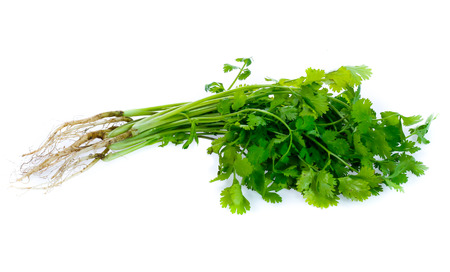 Bunch of fresh coriander leaves over white backgroundの写真素材