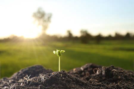 Farmer's hand watering a young plant on green bokeh natureの写真素材