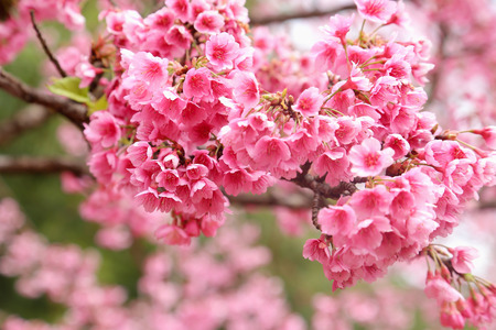 Vintage sakura or cherry blossomの写真素材