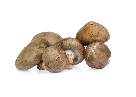 Shiitake mushroom on the Whiteの写真素材