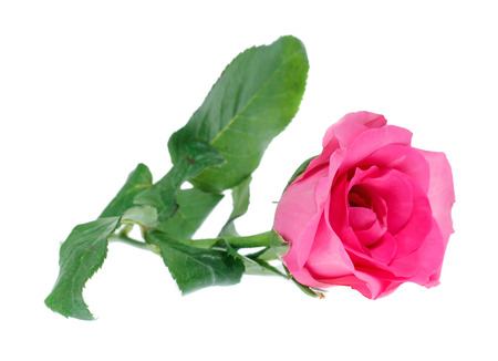 Beautiful  rose isolated on whiteの写真素材