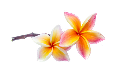 Frangipani isolated on whiteの写真素材