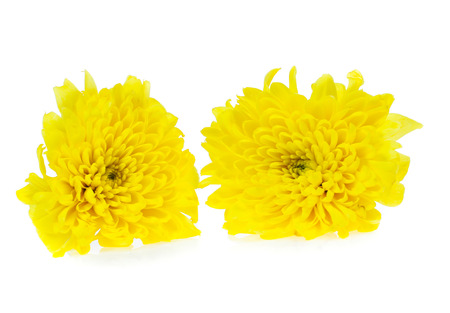 Chrysanthemum flower isolated on whiteの写真素材
