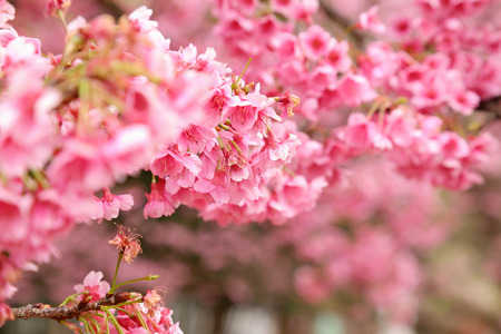 Vintage sakura or cherry blossomの写真素材