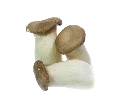 King Oyster mushrooms isolated on whiteの写真素材