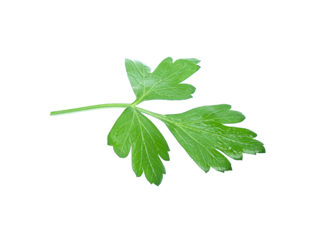 Parsley herb isolated on whiteの写真素材