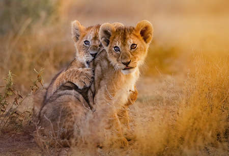 lion cubs cuddling