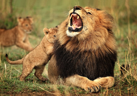male lion and cubの写真素材
