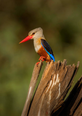 grey headed kingfisherの写真素材