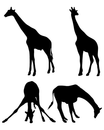 Black silhouette of giraffes, vectorのイラスト素材