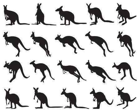 Black silhouettes of kangaroo on a white backgroundのイラスト素材