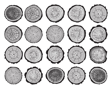 Illustration of cross section of the trunk a white backgroundのイラスト素材