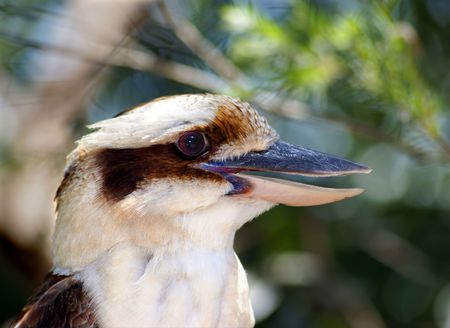 Kookaburra portrait                 の写真素材